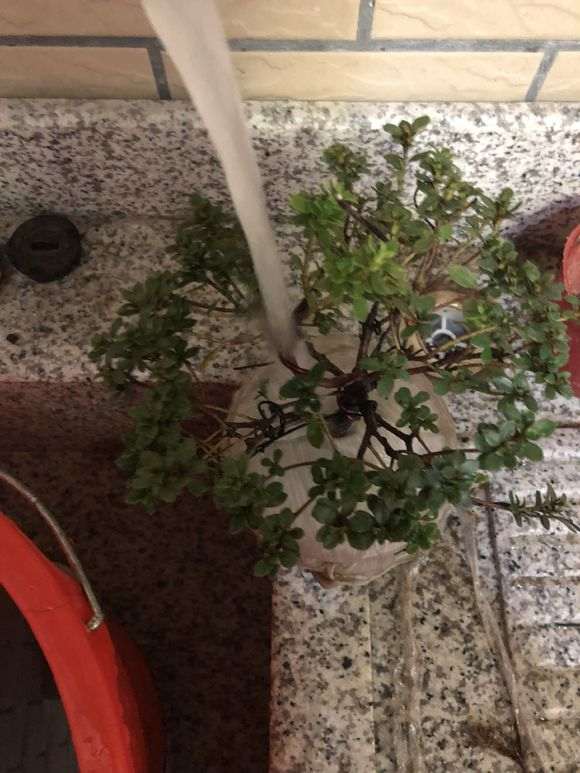 杜鹃下山桩怎么洗根换盆的过程