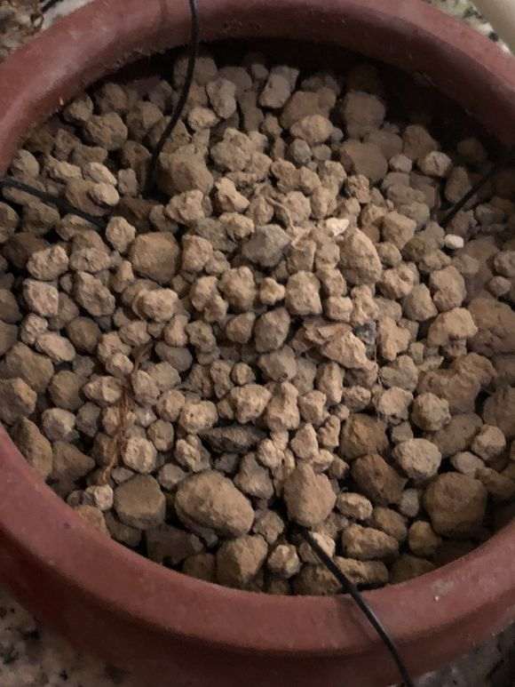 杜鹃下山桩怎么洗根换盆的过程