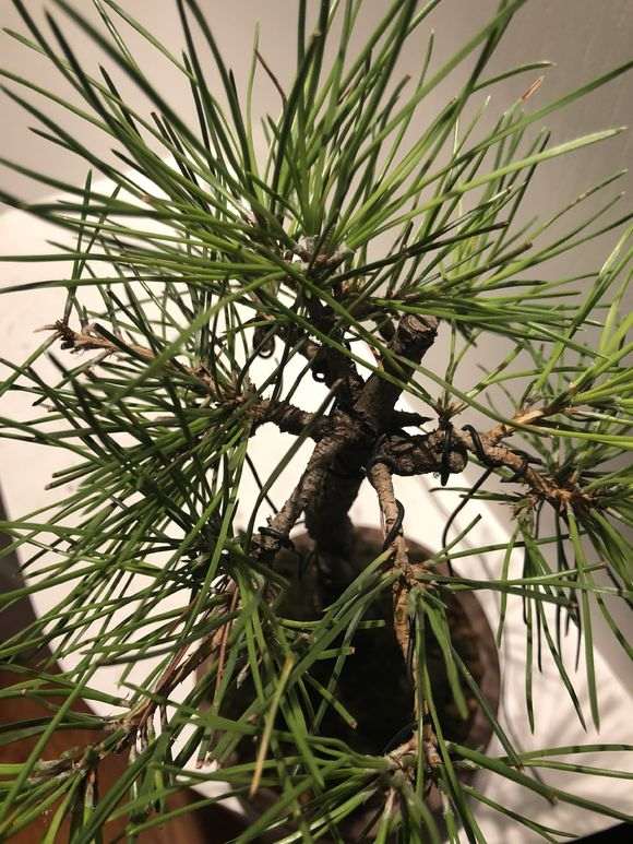 为什么杜鹃下山桩要换赤玉土 通风养护