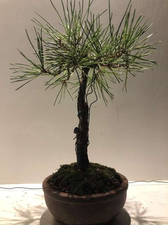 为什么杜鹃下山桩要换赤玉土 通风养护