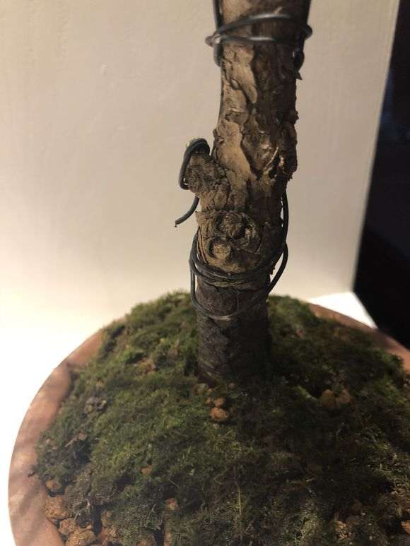 为什么杜鹃下山桩要换赤玉土 通风养护