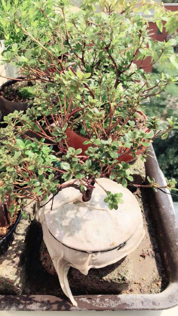 为什么杜鹃下山桩要换赤玉土 通风养护