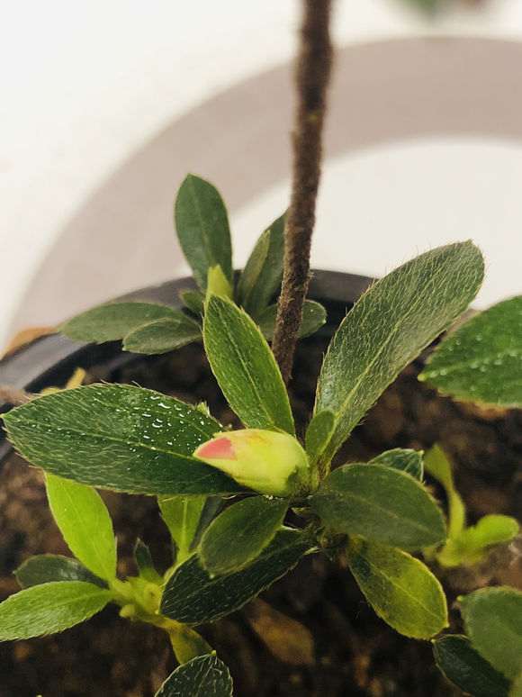 为什么杜鹃下山桩要换赤玉土 通风养护