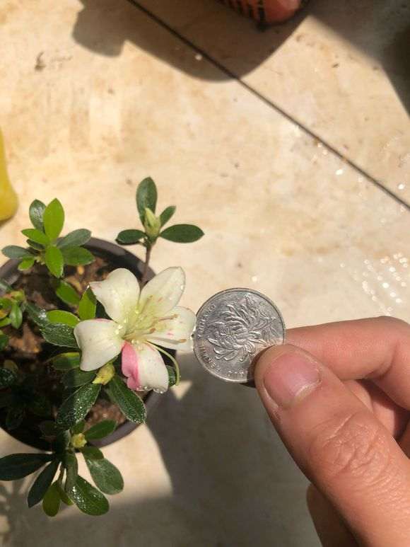 为什么杜鹃下山桩要换赤玉土 通风养护