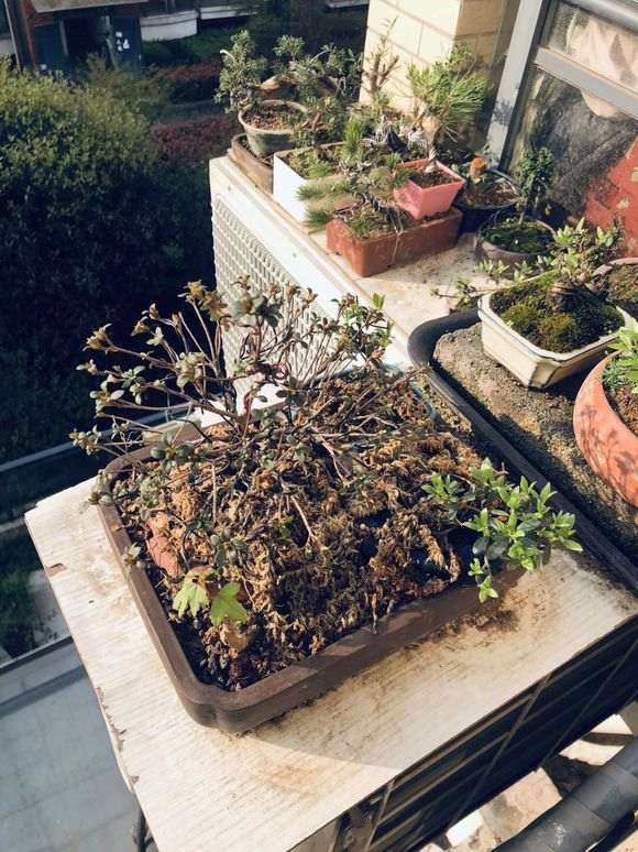 为什么杜鹃下山桩要换赤玉土 通风养护