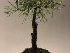 为什么杜鹃下山桩要换赤玉土 通风养护