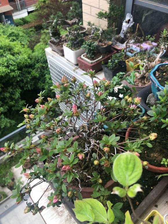 杜鹃下山桩新芽旺盛 状态良好 怎么办