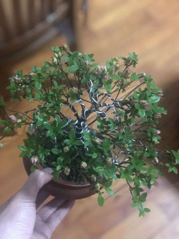 杜鹃下山桩新芽旺盛 状态良好 怎么办