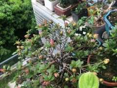 杜鹃下山桩新芽旺盛 状态良好 怎么办