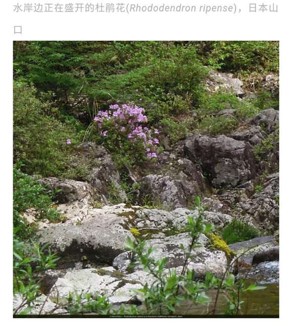 为什么水培杜鹃下山桩是最好的方法