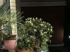 为什么水培杜鹃下山桩是最好的方法 图片