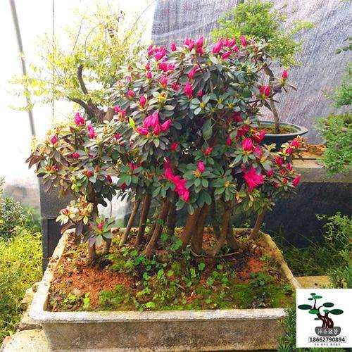 为什么杜鹃下山桩最好的土壤是鹿沼土