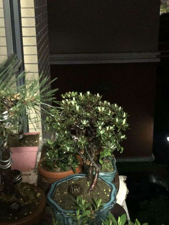 为什么杜鹃下山桩最好的土壤是鹿沼土