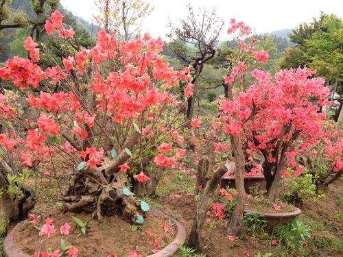 为什么杜鹃下山桩不开花 花芽也很少 图片