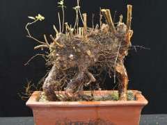 为什么杜鹃下山桩不开花 花芽也很少 图片