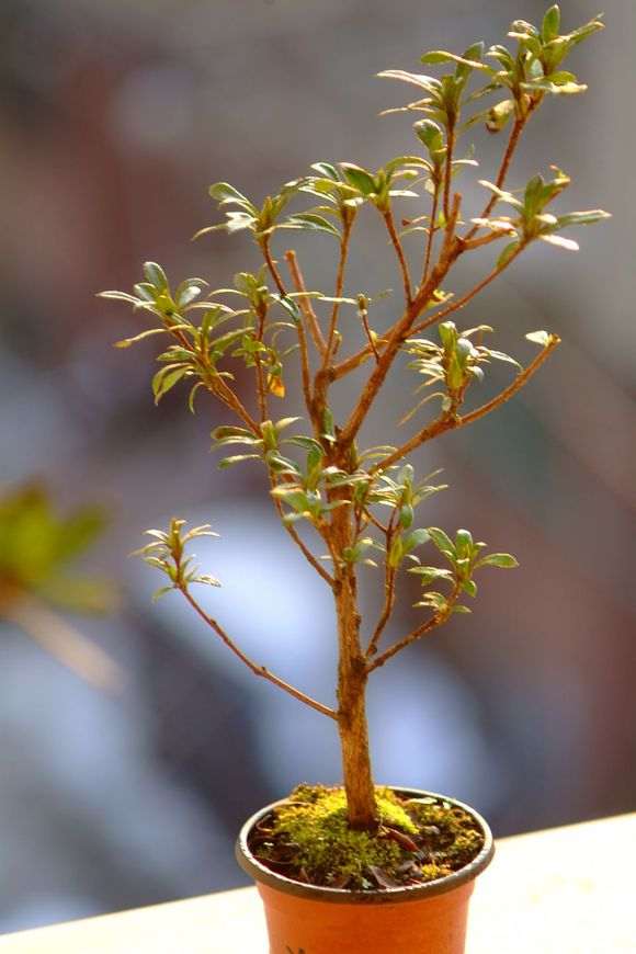 为什么茶花比杜鹃下山桩便宜好多啊