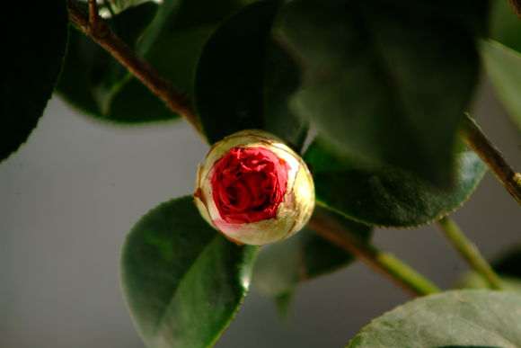 为什么茶花比杜鹃下山桩便宜好多啊