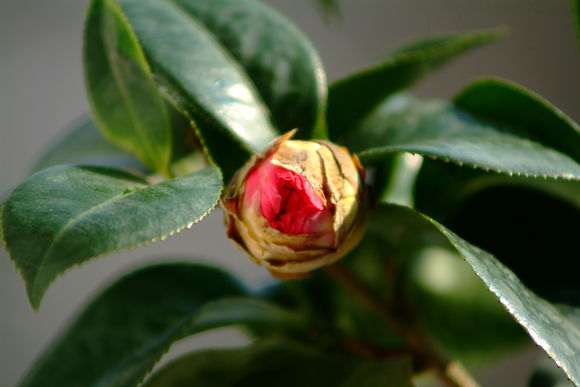 为什么茶花比杜鹃下山桩便宜好多啊