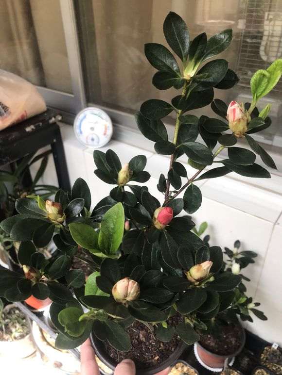 为什么总觉得杜鹃下山桩特别难养