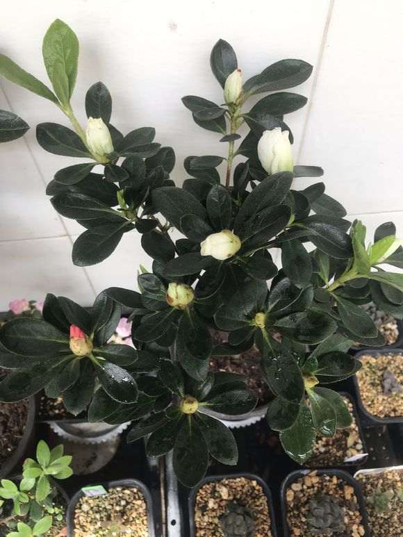 为什么总觉得杜鹃下山桩特别难养