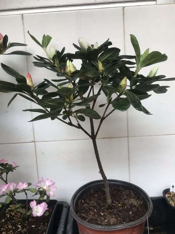 久留米杜鹃下山桩的花期怎么样