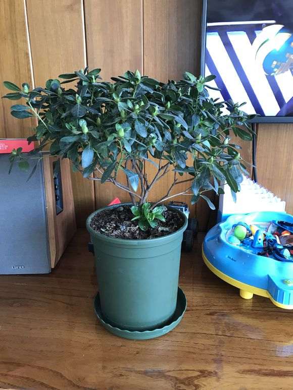 为什么杜鹃下山桩买回来一直僵苗