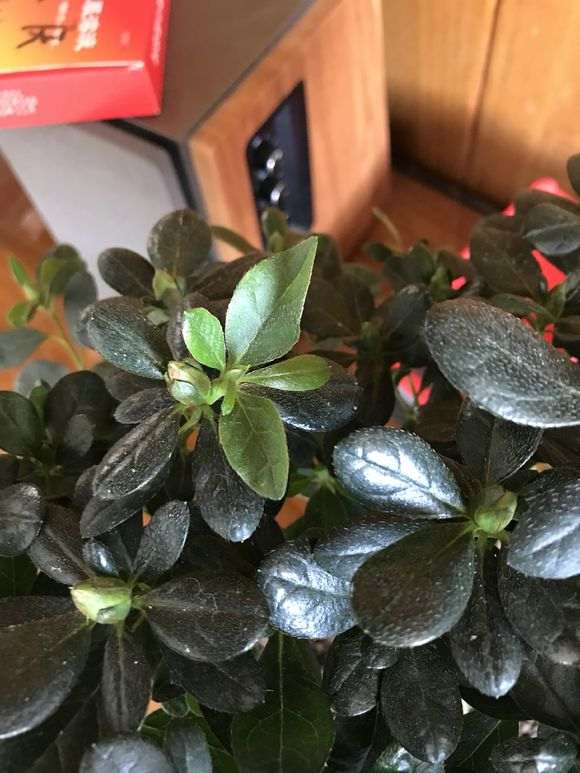 为什么杜鹃下山桩买回来一直僵苗