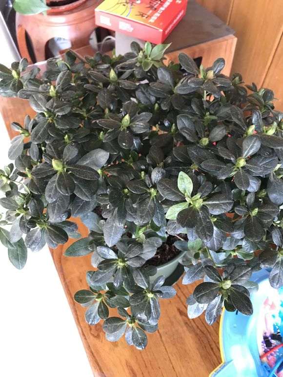 为什么杜鹃下山桩买回来一直僵苗