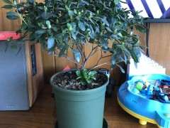 为什么杜鹃下山桩买回来一直僵苗  图片