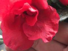 西玛杜鹃下山桩和杨梅红杜鹃下山桩 图片