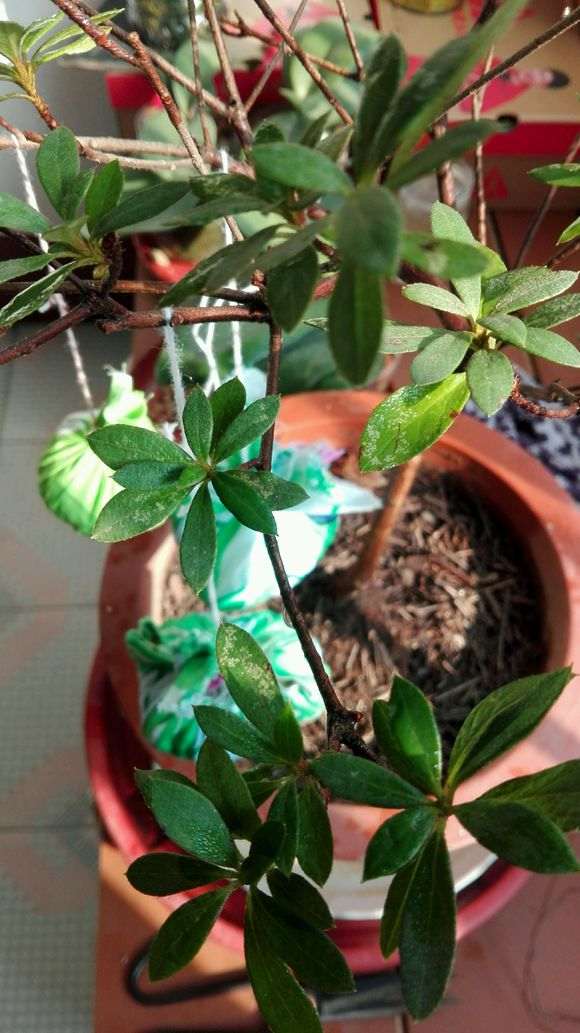 杜鹃下山桩叶子有白斑是什么原因