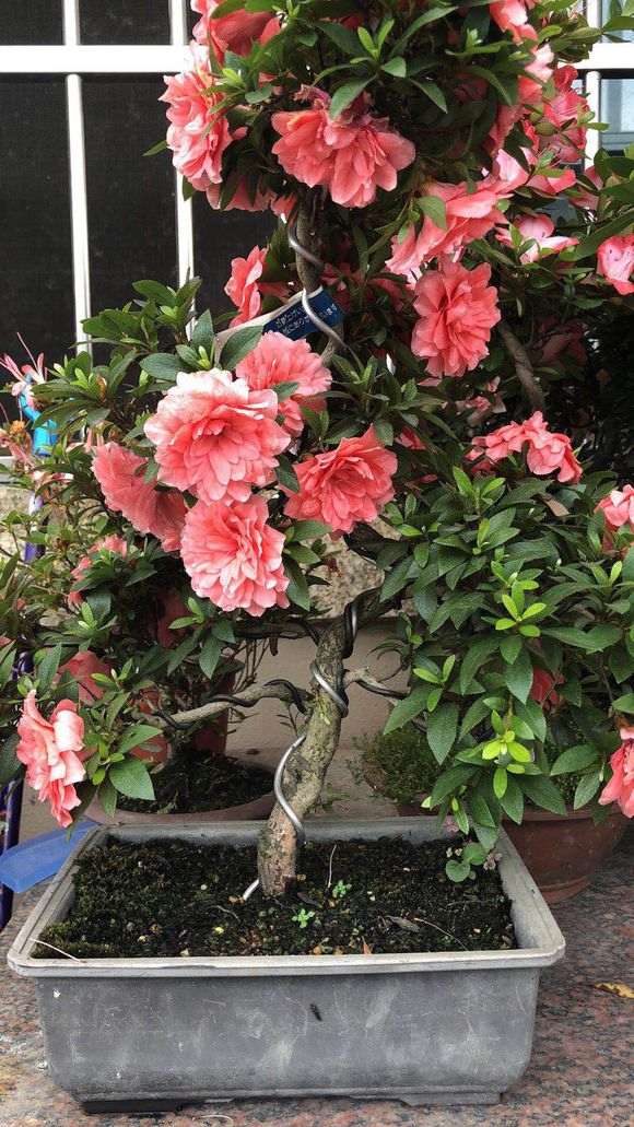 杜鹃下山桩叶子有白斑是什么原因