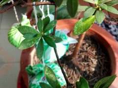 杜鹃下山桩叶子有白斑是什么原因 图片