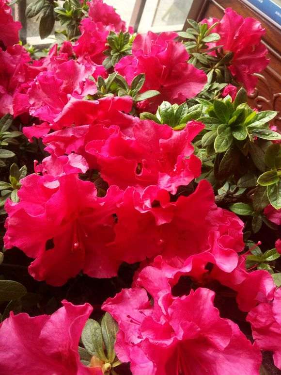 为什么北方都说杜鹃下山桩难养