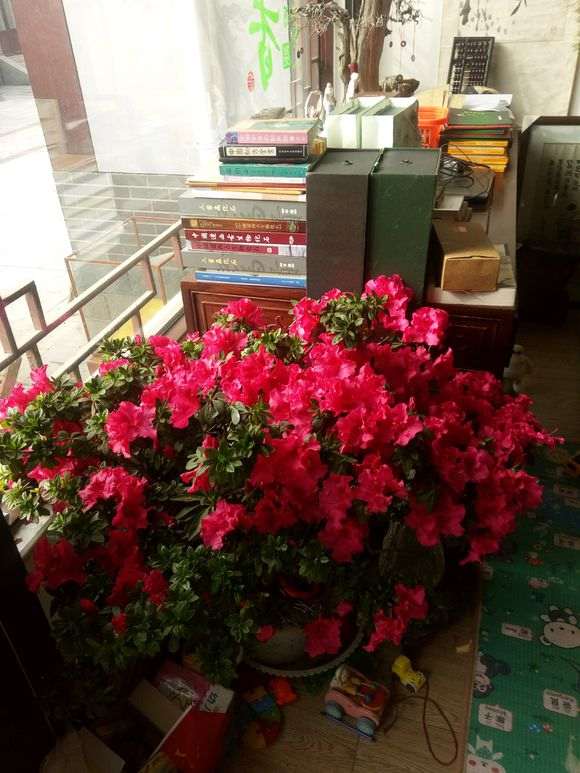 为什么北方都说杜鹃下山桩难养