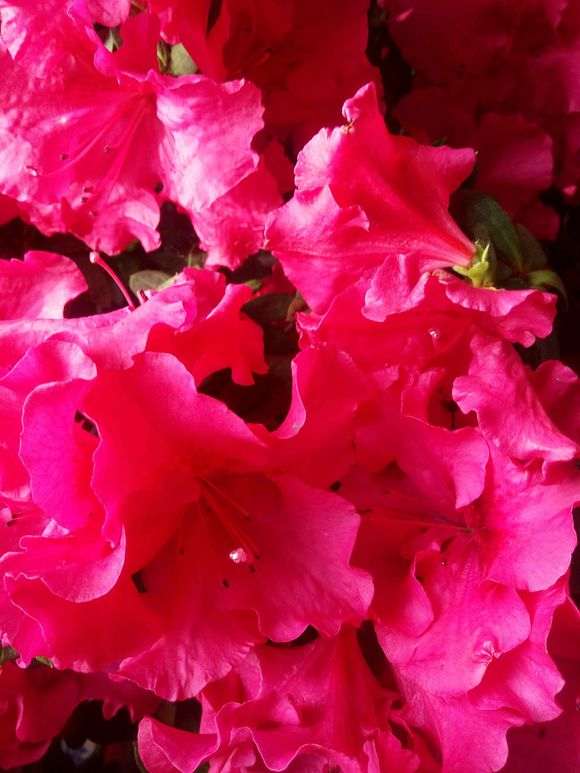 为什么北方都说杜鹃下山桩难养