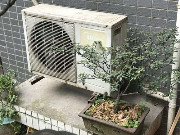 为什么杜鹃下山桩没换盆 枝干也长粗 图片