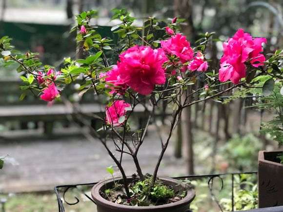 为什么杜鹃下山桩没换盆 枝干也长粗 图片