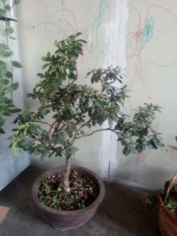 我这是什么品种的杜鹃下山桩 图片
