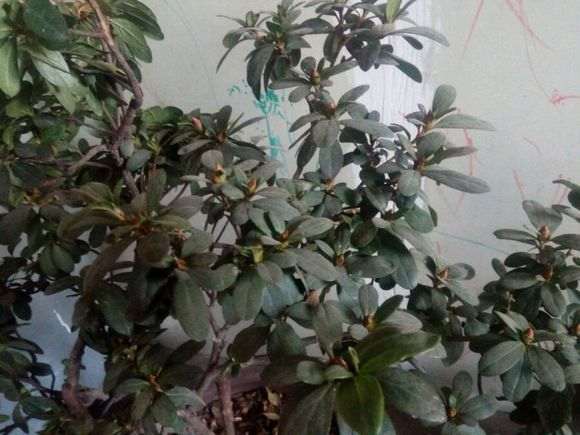 我这是什么品种的杜鹃下山桩 图片