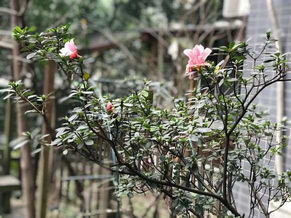 为什么杜鹃下山桩的花盆不要太大 图片