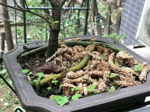 为什么杜鹃下山桩的花盆不要太大 图片