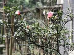 为什么杜鹃下山桩的花盆不要太大 图片