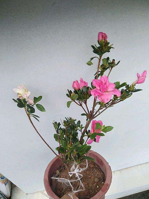 杜鹃下山桩上面都是椰壳土 需要换土吗