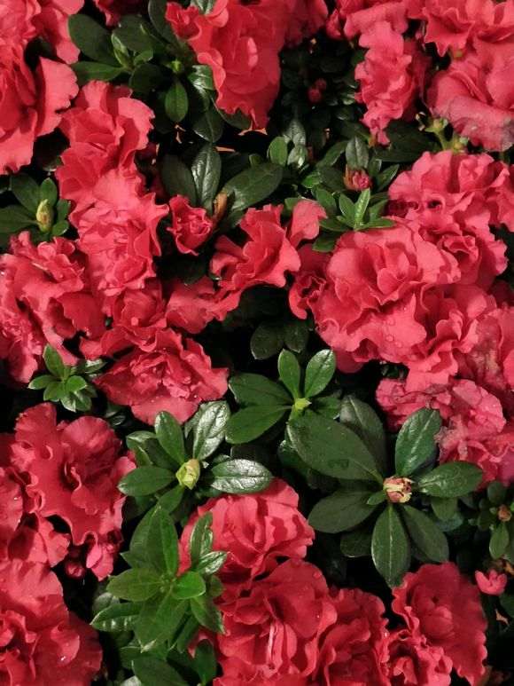 杜鹃下山桩盆挺大需要换小点的盆吗