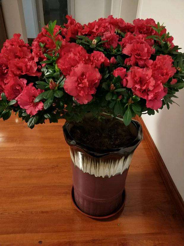 杜鹃下山桩盆挺大需要换小点的盆吗