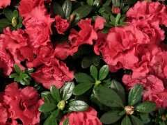 杜鹃下山桩盆挺大需要换小点的盆吗