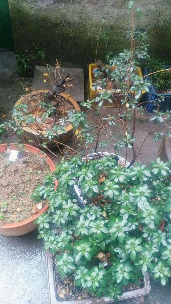 标题杜鹃下山桩花还没开花 就有花苞 怎么办