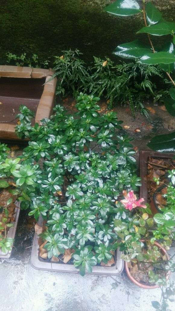 标题杜鹃下山桩花还没开花 就有花苞 怎么办