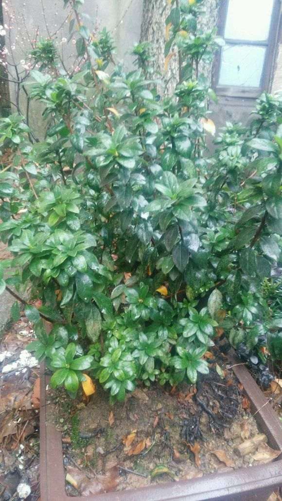 标题杜鹃下山桩花还没开花 就有花苞 怎么办